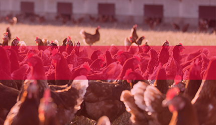 golddott profibetrieb 430x250